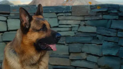 Hudson & Rex Temporada 8 Episodios 12 • Sub Español