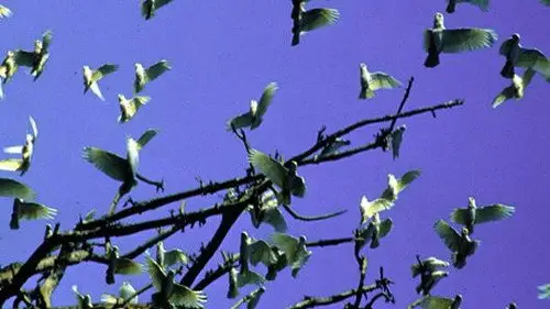 Nature S19E10 • Oglądaj Online