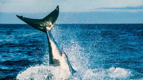 Shark Week S15E2 • Oglądaj Online