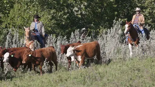 Heartland Temporada 6 Episodios 3 • Sub Español