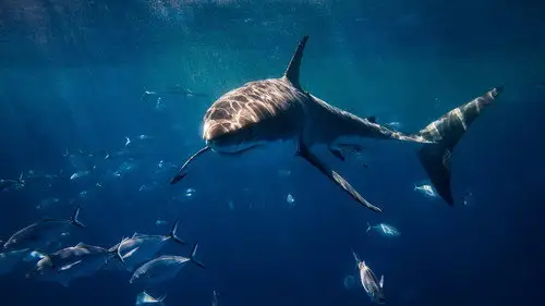 Shark Week S33E23 • Oglądaj Online