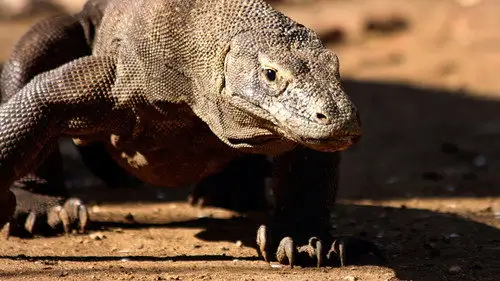 Mundo Natural Temporada 31 Episodios 4 • Sub Español