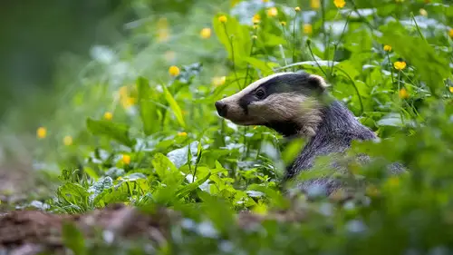 Springwatch Temporada 22 Episodios 2 • Sub Español
