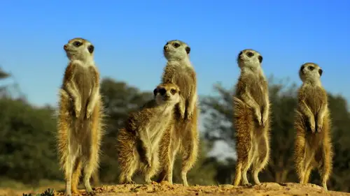 Nature S35E9 • Oglądaj Online