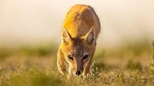 Nature S41E8 • Oglądaj Online