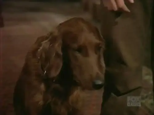 Bonanza Temporada 14 Episodios 12 • Sub Español