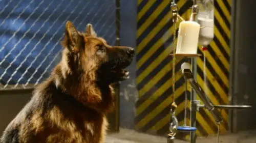 Komisarz Alex Temporada 5 Episodios 6 • Sub Español