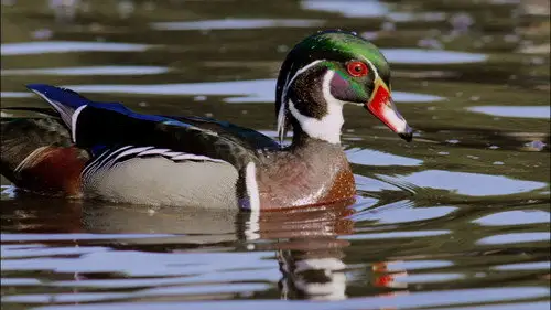 Nature S31E4 • Oglądaj Online