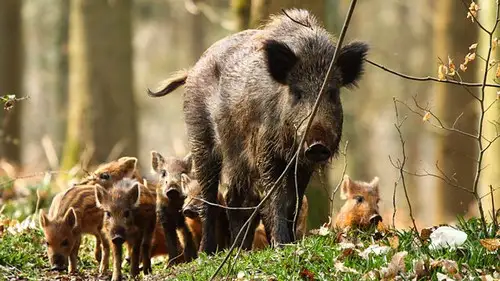 Springwatch Temporada 17 Episodios 6 • Sub Español