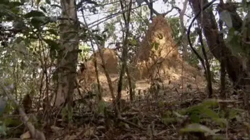 Mundo Natural Temporada 24 Episodios 13 • Sub Español