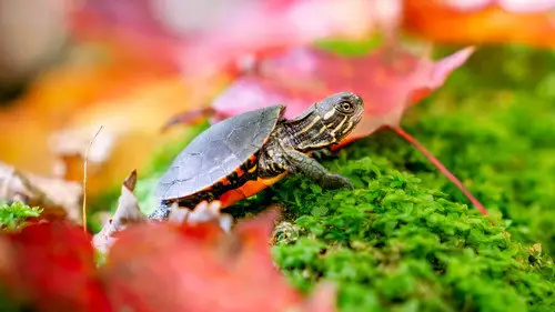 Nature S42E6 • Oglądaj Online
