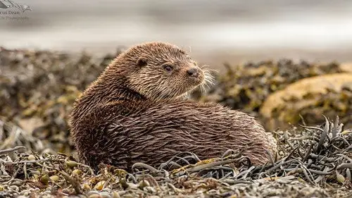 Springwatch Temporada 19 Episodios 3 • Sub Español