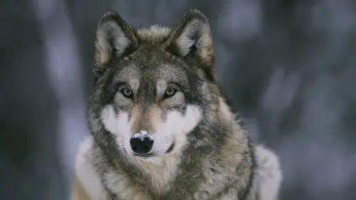 Nature S26E2 • Oglądaj Online