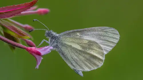 Springwatch Temporada 23 Episodios 2 • Sub Español