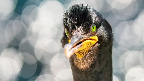 Springwatch Temporada 18 Episodios 11 • Sub Español