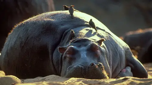 Nature S22E1 • Oglądaj Online
