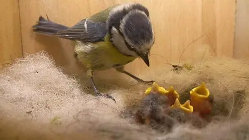 Springwatch Temporada 10 Episodios 1 • Sub Español