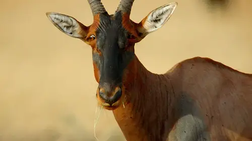 Nature S34E9 • Oglądaj Online