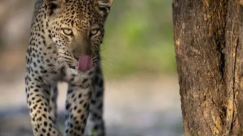 Nature S43E7 • Oglądaj Online
