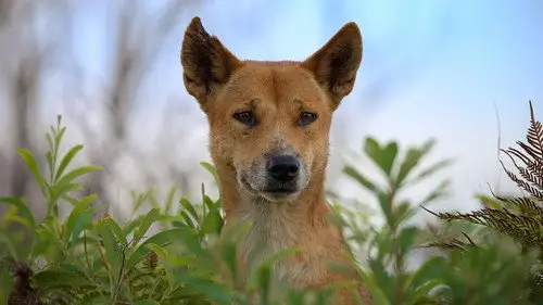 Nature S41E7 • Oglądaj Online