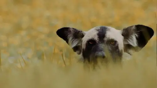 Nature S43E10 • Oglądaj Online