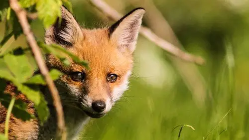 Springwatch Temporada 16 Episodios 7 • Sub Español