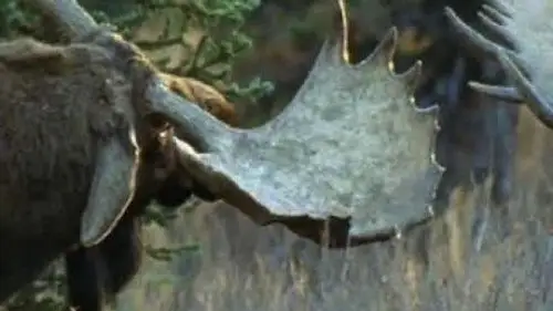 Mundo Natural Temporada 22 Episodios 12 • Sub Español