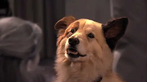 Mi perro tiene un blog Temporada 1 Episodios 1 • Sub Español