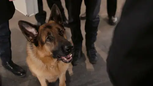 Hudson & Rex Temporada 1 Episodios 8 • Sub Español