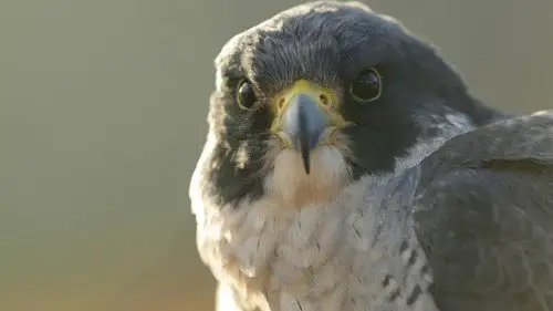 NOVA Temporada 45 Cap 16 • Español Online