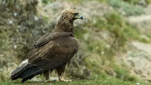 Springwatch Temporada 16 Episodios 5 • Sub Español