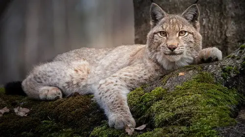 Nature S35E15 • Oglądaj Online