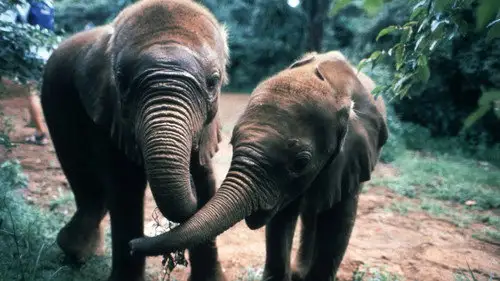 Nature S18E5 • Oglądaj Online